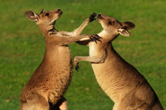 [Image: kangaroo-fight-club.jpg?w=538]